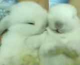 兔子亲昵