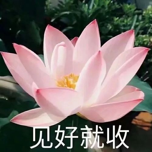 我微信头像被我爸嫌弃不够"庄重淑雅"