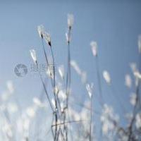 微信小草自然风景头像可爱自然唯美小草头像点击鼠标右键下载