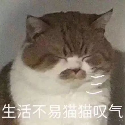 生活不易，猫猫叹气