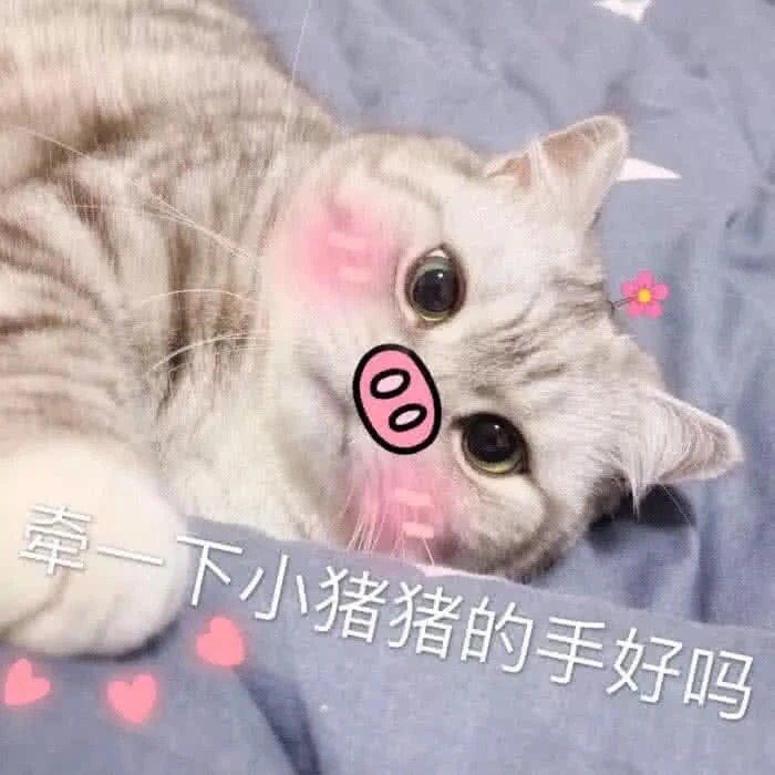 牵一下小猪猪的手好吗