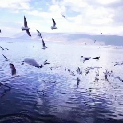 美丽风景微信头像 一向很安静_风景头像_520头像网