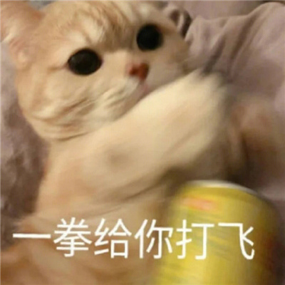 暴躁猫咪表情凶狠搞怪 暴躁猫猫在线打人