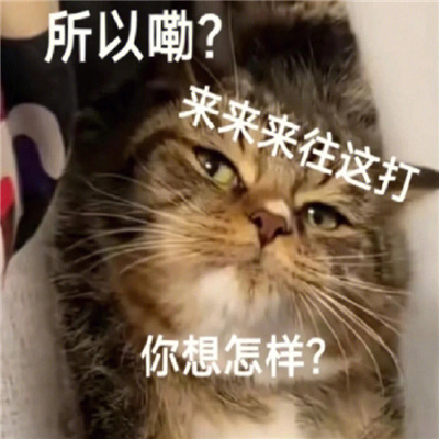 暴躁猫咪表情凶狠搞怪 暴躁猫猫在线打人