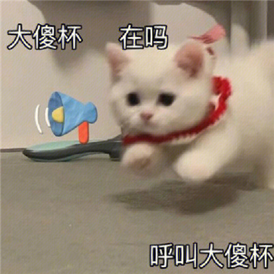 暴躁猫咪表情凶狠搞怪 暴躁猫猫在线打人