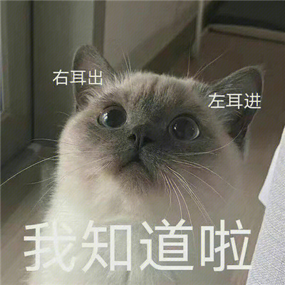 暴躁猫咪表情凶狠搞怪 暴躁猫猫在线打人