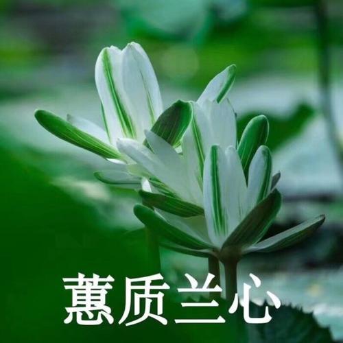 阿言:佛系小莲花 一系列 暴躁莲花 微信头… - 堆糖,美图壁纸兴趣社区