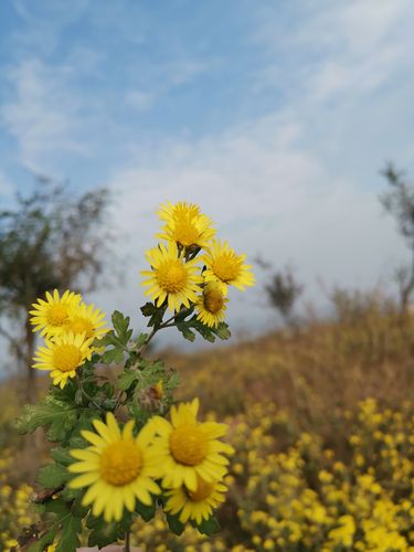 碧云天,黄花地,芳草无情秋色醉