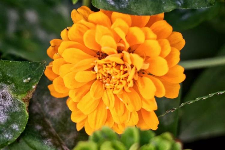 江门人有了自己家门口的动物乐园!有老虎有羊驼有……想看小动物,何必