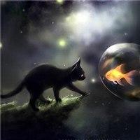 高冷黑猫头像_黑夜里的黑猫眼睛图片_微信头像图片大全