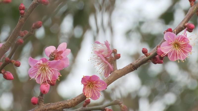 阳光明媚赏梅花 花香四溢迎新春