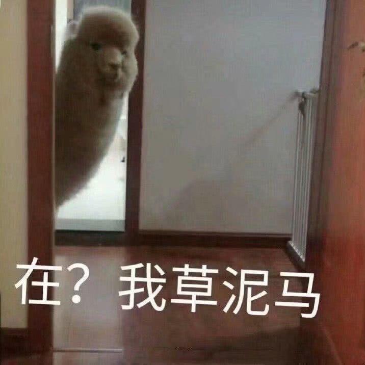 在？我草泥马