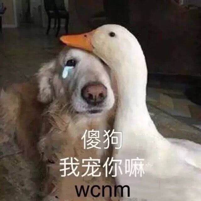 傻狗我宠你嘛