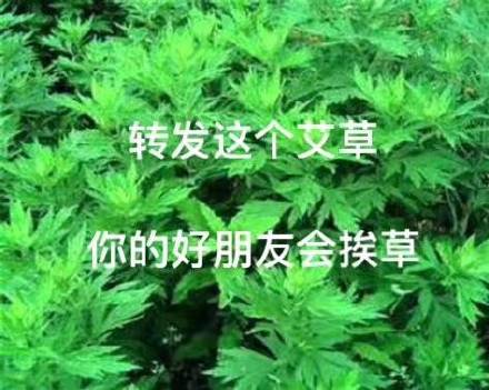 舞一转发这个支草你的好朋友参挨草