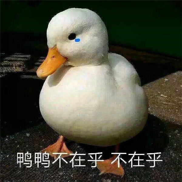 鸭鸭不在乎不在乎