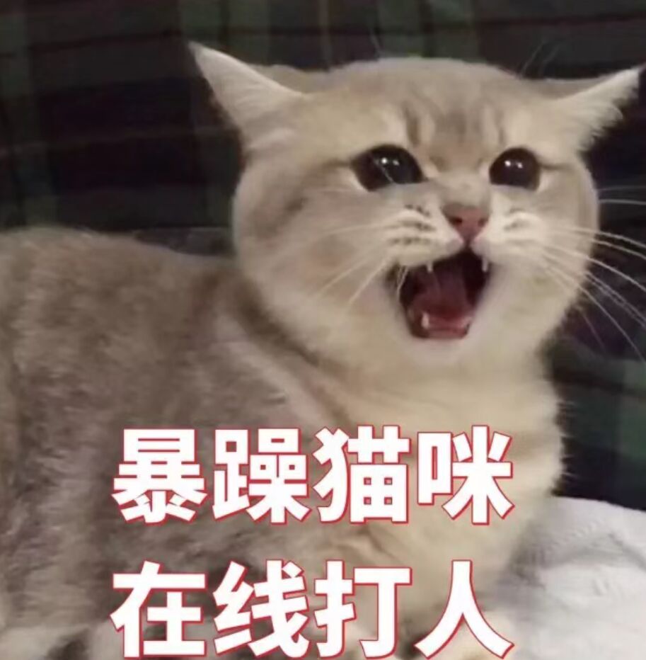 暴躁猫咪，在线打人