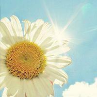 清新唯美竹子微信头像,竹子微信头像图片大全,竹子微信头像风景图片_