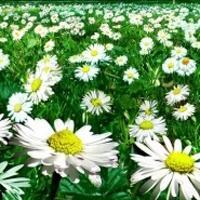 微信图像小花_微信头像图片大全