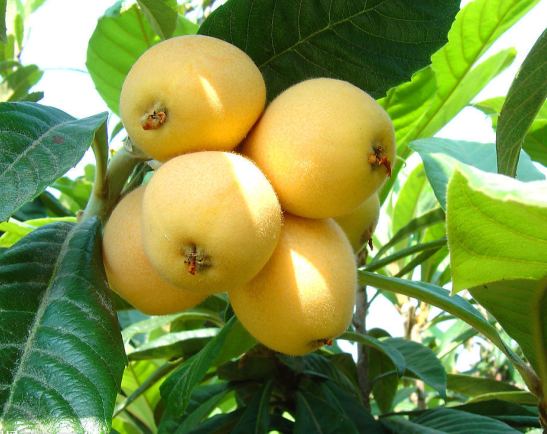 丰硕的果实，喜欢就采摘吧