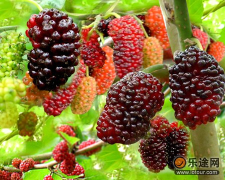 最新鲜漂亮果实