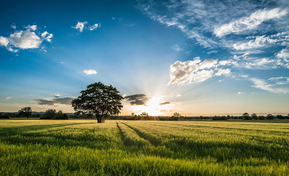 阳光照耀下的青青绿草