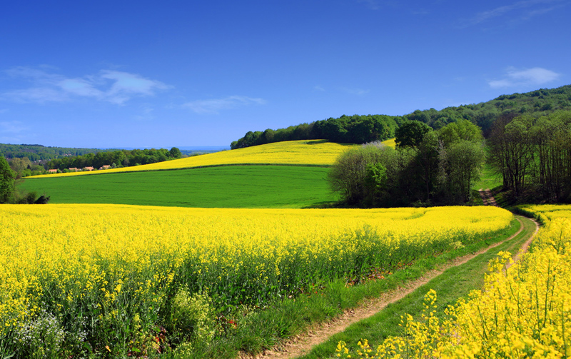 田园风光-金灿灿的油菜花
