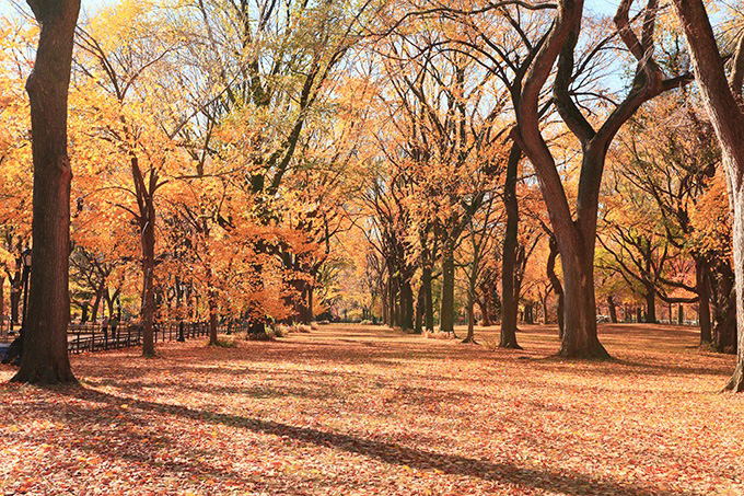 金黄色的枫树林