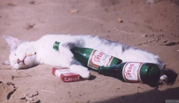 喝醉躺地上睡觉的猫猫