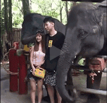 跟大象拍个照却被意外攻击