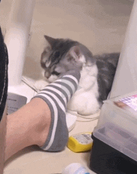 主人的脚有多久没洗过了？实在是太难闻了