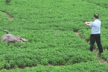 老牛不发威，你真以为有枪就能制服我了？