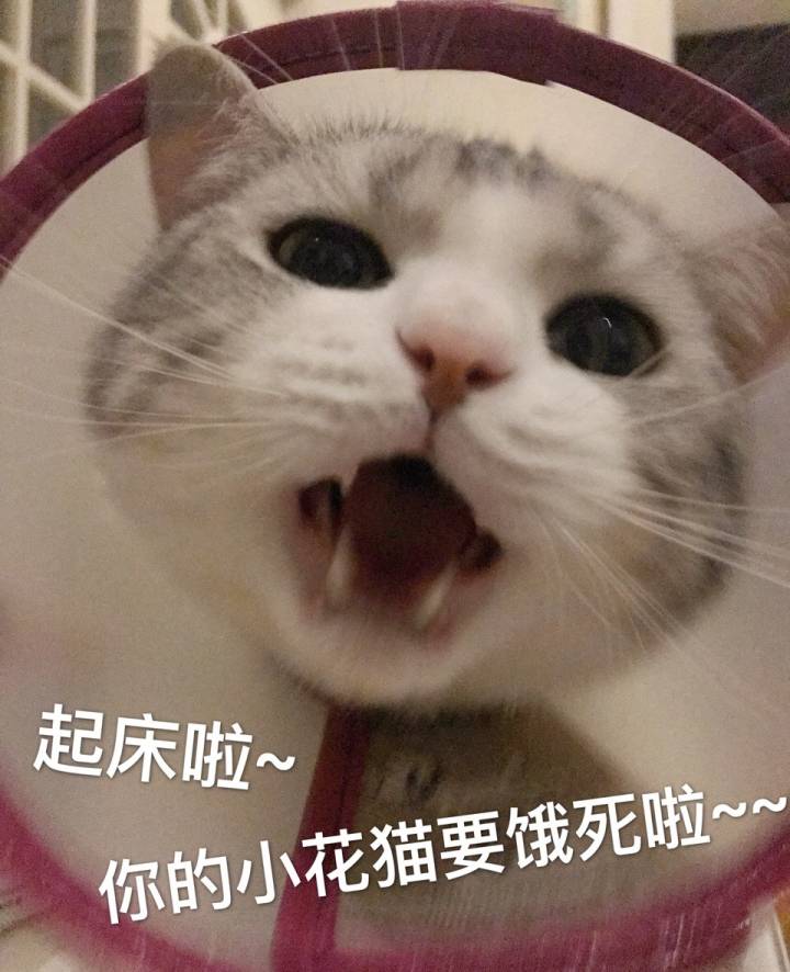 起床啦，你的小花猫要饿死啦