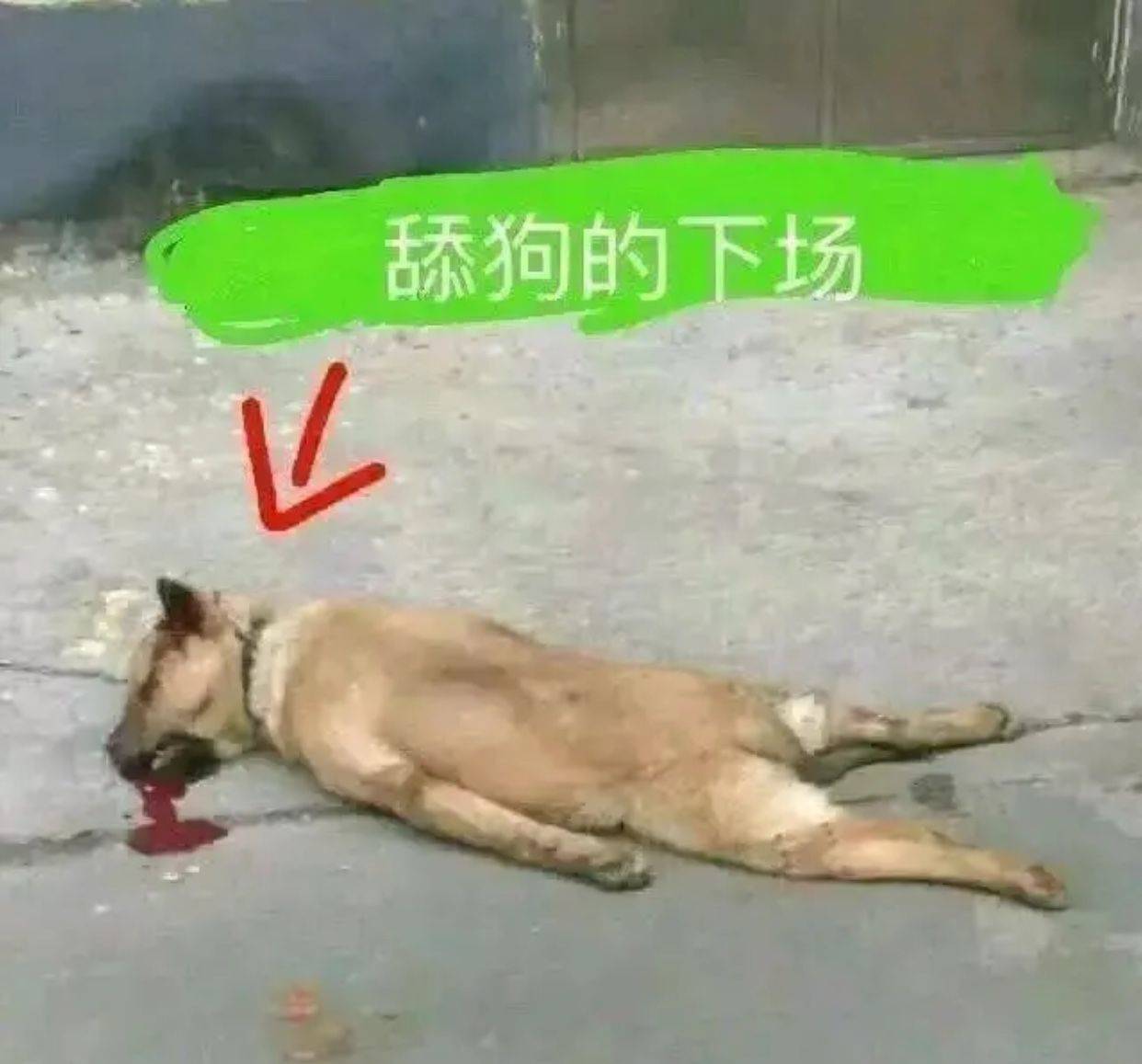 舔狗的下场