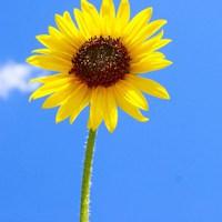 向日葵花做微信头像好吗_微信头像图片大全