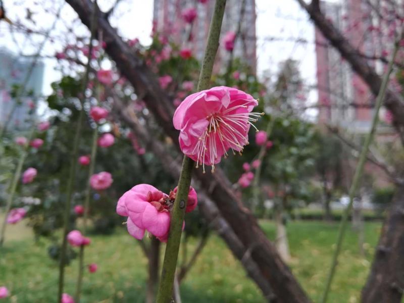 阳光明媚赏梅花 花香四溢迎新春