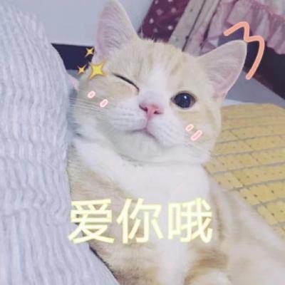 超可爱的猫咪表情包微信头像二货猫星人的戏精生活