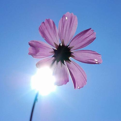 阳光下的波斯菊_微信头像风景图片_扣扣居