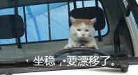 坐稳，要漂移了（小猫猫开车）