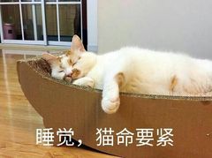 睡觉，猫命要紧