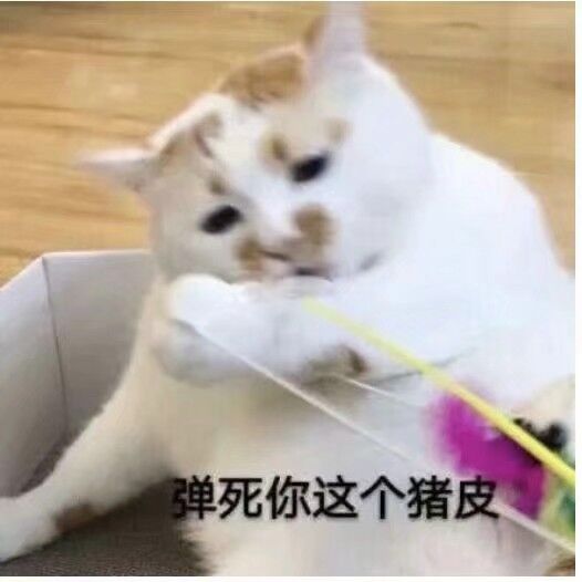 弹死你这个猪皮