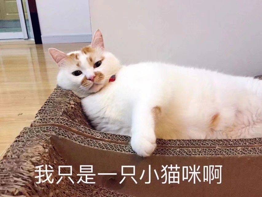 我只是一只小猫咪啊