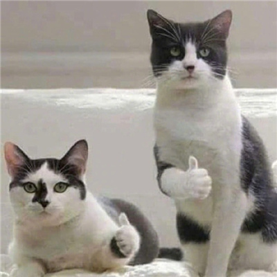 斗图专用表情整套最新合集 我错了以后你改