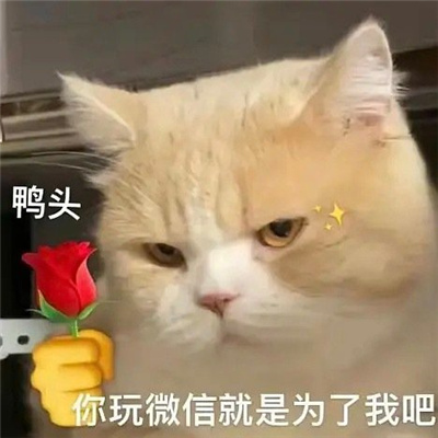 可爱猫咪举花土味表情超萌超火爆 你玩微信就是为了我吧