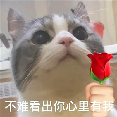 可爱猫咪举花土味表情超萌超火爆 你玩微信就是为了我吧