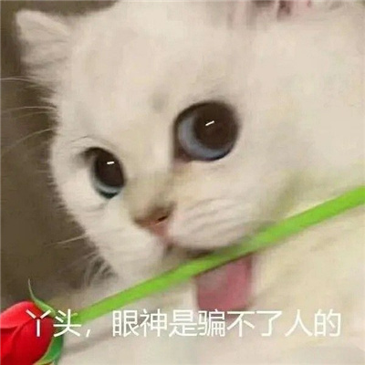 可爱猫咪举花土味表情超萌超火爆 你玩微信就是为了我吧