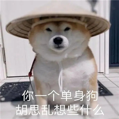 超级沙雕的好玩表情最新 你会喜欢的搞怪表情合集