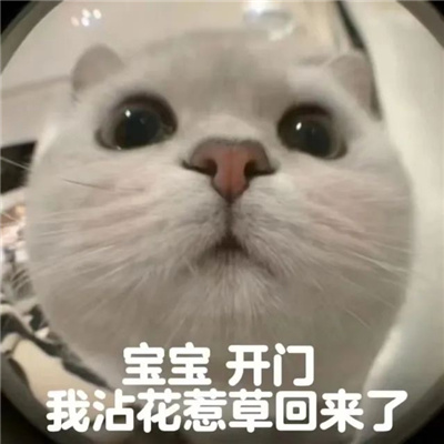 2023可爱的猫咪开门表情合集 可爱到没边的好玩表情合集