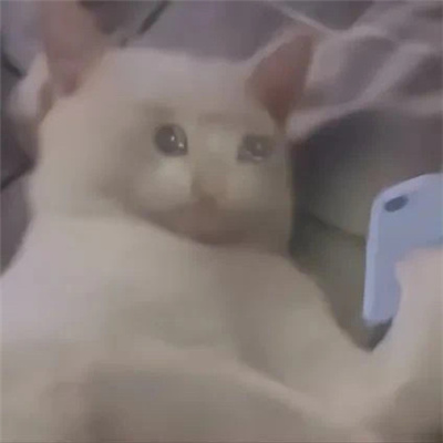 很莫名其妙的动物表情 奇奇怪怪的表情合集