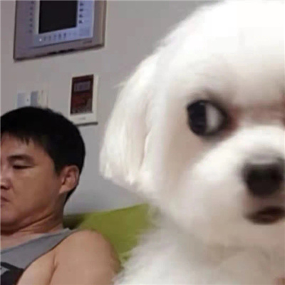 很莫名其妙的动物表情 奇奇怪怪的表情合集