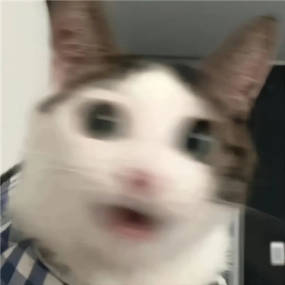 很莫名其妙的动物表情 奇奇怪怪的表情合集